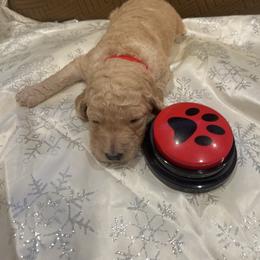 Honey - Apricot female Poodle puppy in Mobile, Alabama from Semmy’s Standard Poodle LLC