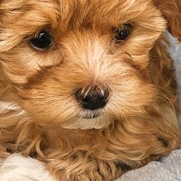 Assorted Doodle Crosses, Cavapoos, and Double Doodles from Daisy Pups