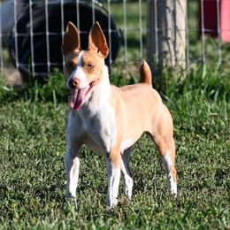 NUGGET - Rat Terrier