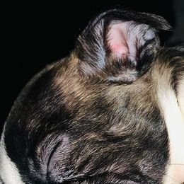 Boston Terriers and Yorkipoos from Syd's Designer Breeds of NC