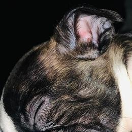 Boston Terriers and Yorkipoos from Syd's Designer Breeds of NC