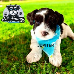 Jupiter - Parti male Miniature Schnauzer puppy in Deltona, Florida from LIZ FANCY SCHNAUZERS