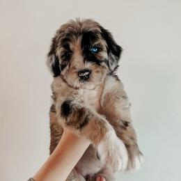 Clara - Merle female Sheepadoodle puppy in Wabash, Indiana from DOODCompany