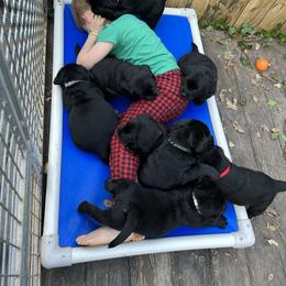 Labrador Retriever Puppies from Edgewood Farm Kennel