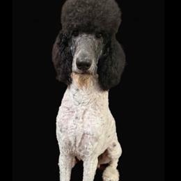 Bentley - Poodle