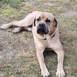 Cane Corso from MGP Farms