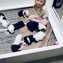 Old English Sheepdog Puppies from Bumblebears Old English Sheepdogs