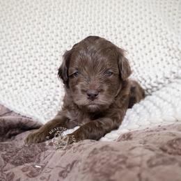Wilfred - Merle male Cockapoo puppy in Savannah, Georgia from Vino and Vespa Doodles