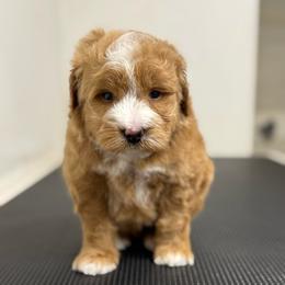 Rodeo - Brown and white male Bernedoodle puppy in Gainesville, Florida from Alyssa Xxweetdoodles
