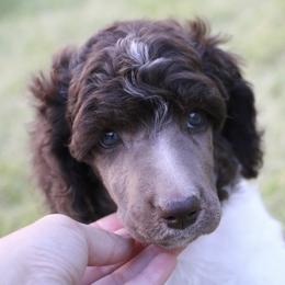 Dot - Parti female Poodle puppy in Ephrata, Washington from NCR Ranch