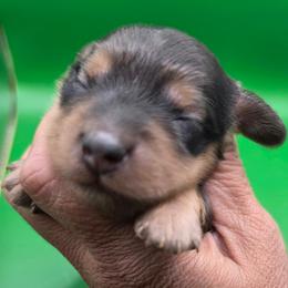 Pinto Bean - Shaded Red - Red male Dachshund puppy in Pueblo, Colorado from HotDachs