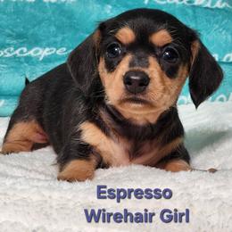 Espresso - Black and tan female Dachshund puppy in Mount Sherman, Kentucky from Kaleidoscope Dachshunds and Whippets