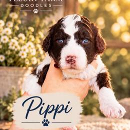 Pippi - Brown female Whoodle puppy in Knoxville, Tennessee from Fleury Farm Doodles TN