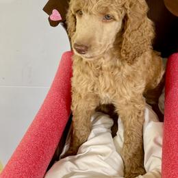 Poodle puppies from Gwen's Poodles