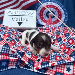 Girl 2 - Chocolate and tan female Dachshund puppy in Spicer, Minnesota from Arrow Valley