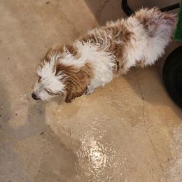 Goldendoodle Puppies from Costa's Curly Canines