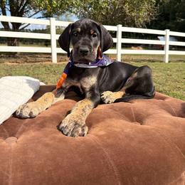 Juniper - Black female Great Dane puppy in Ardmore, Alabama from Delta Danes