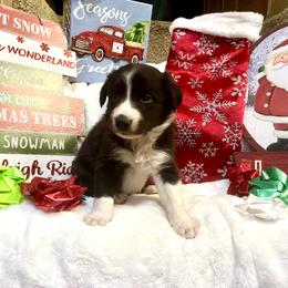 Border Collie and Jack Russell Terrier Puppies from CP FARMS BORDER COLLIES N JACKS CORP