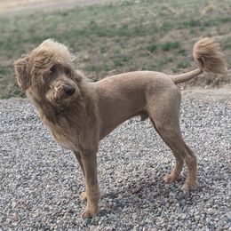 Gunner - Labradoodle
