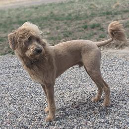 Gunner - Labradoodle