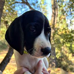 Rosemary - lime green collar - Black and white female German Shorthaired Pointer puppy in Mokelumne Hill, California from Underhill GSP