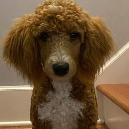 Aussiedoodles, Miniature Australian Shepherds, and Toy Australian Shepherds from WilderAcre