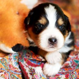 Cosmic Brownie - Black tri-color male Australian Shepherd puppy in Paola, Kansas from Tiz Ranch