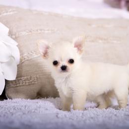 Princess - Cream female Chihuahua puppy in Orlando, Florida from Destiny Chihuahuas
