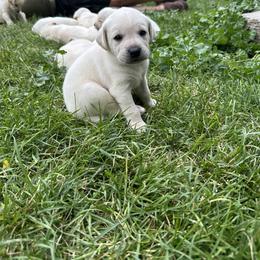 Labrador Retriever Puppies from Gem State English Labrador Retrievers