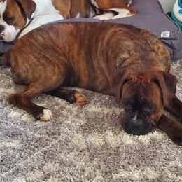 Frankie - Boxer