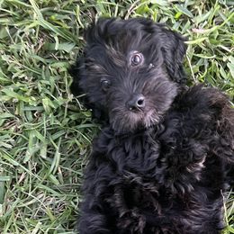 Silky - Black Goldendoodle puppy in Saint Cloud, Florida from The Dood Effect