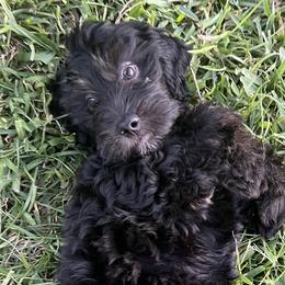 Silky - Black Goldendoodle puppy in Saint Cloud, Florida from The Dood Effect