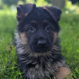 German Shepherds from Watchman German Shepherds