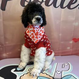 Benny - Parti male Poodle puppy in Mobile, Alabama from Semmy’s Standard Poodle LLC