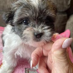 Mi-Ki Puppies from Magical Mi-Kis