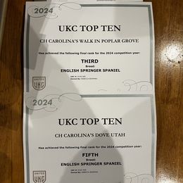 English Springer Spaniel All Grown Up from Llewellyn Farms English Springer Spaniels