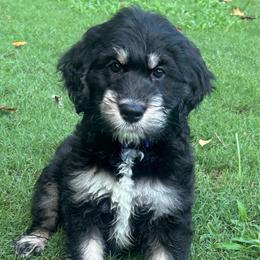 Nala (Purple) - female Golden Mountain Doodle puppy in Boiling Springs, South Carolina from OlliePups, LLC