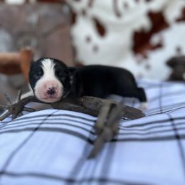 George - Border Collie puppy in Knoxville, Tennessee from Riverside Ranch Border Collies