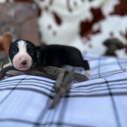 George - Border Collie puppy in Knoxville, Tennessee from Riverside Ranch Border Collies