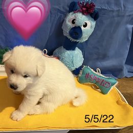 Girl 1 - Siberian Husky puppy in Columbus, Ohio from Jamuison’s Siberian Huskies