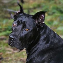 Cane Corso from Durgin Hollow