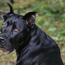 Cane Corso from Durgin Hollow