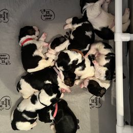 English Springer Spaniel Puppies from Sage Mountain Springers