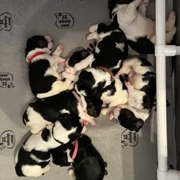 English Springer Spaniel Puppies from Sage Mountain Springers