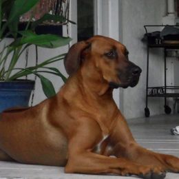 Grace - Rhodesian Ridgeback