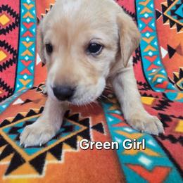 Girl 2 - Yellow female Labrador Retriever puppy in Potosi, Wisconsin from Point and Flush Gun Dogs