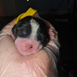 Scar - Black brown and white Basset Hound puppy in Cardington, Ohio from Buckeye Bassets 419