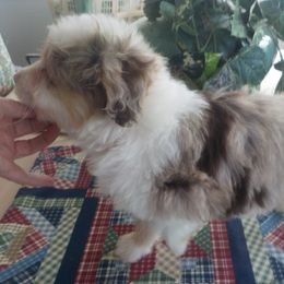 Aussiedoodle and Toy Australian Shepherd Puppies from Booty Shaker Toy Aussies