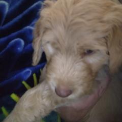 Labradoodle Puppies from Hills labradoodles