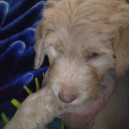 Labradoodle Puppies from Hills labradoodles